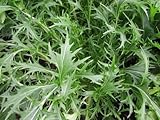 200 + Semillas de mizuna ASIAN orgánicos de la herencia no - OGM USGrown GERMEN POCO
