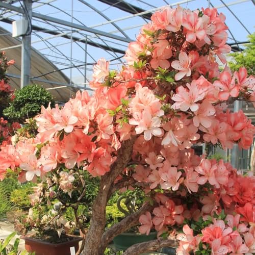 Semillas de rododendro, Decoración de jardín para exteriores semillas de azalea, arbustos en resistentes de jardín perennes 180pcs