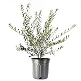 American Plant Exchange Live Olive Tree, Arbequina – Real Fruiting, Edible Indoor/Outdoor Houseplant – Large 10-Inch Pot, Perfect for Home, Office, Patio & Garden Décor