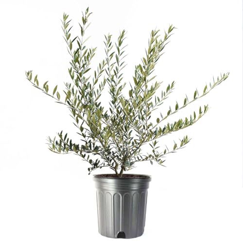 American Plant Exchange Live Arbequina Olive Tree Real Fruiting Edible Indoor/Outdoor Houseplant 8-Inch Pot Perfect for Home Office Patio & Garden Dcor