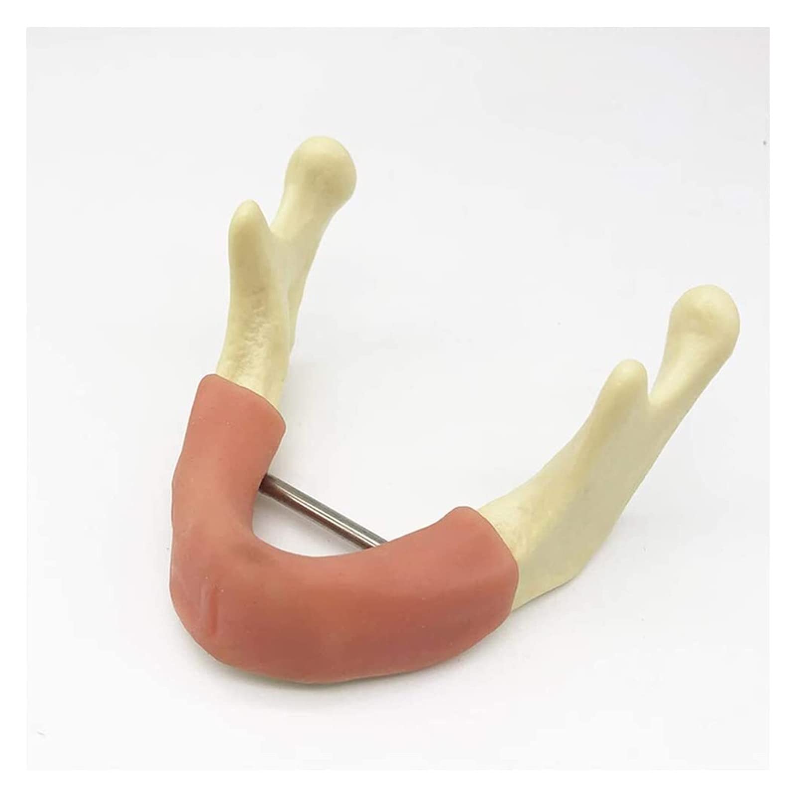 Modèle Anatomique Squelette Mandibule Modèle D'éducation Dentaire Modèle De Médecine Dentaire Mandibulaire, Modèle Dentaire Oral Simulé
