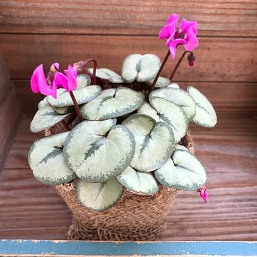  REVo[ ϗtA VN ϗtA CeA