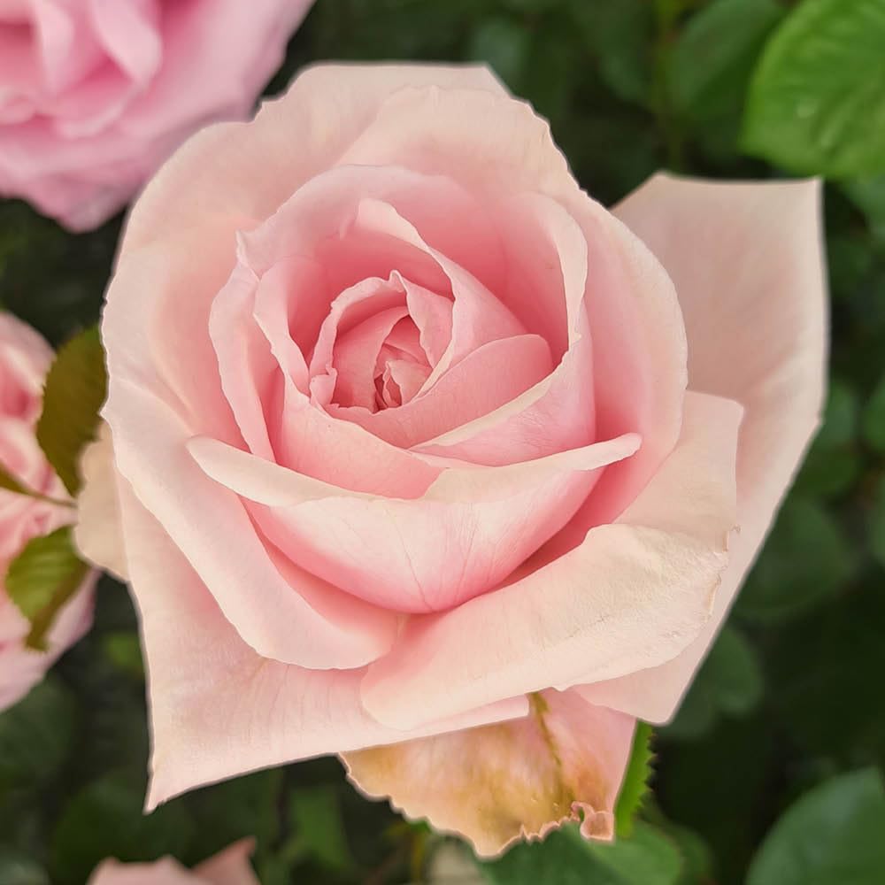 Yougarden Pink Harkness Rose 'Jane Austen's Emma' ®, 4 Litre Potted, Established Rose Ready To Plant, Charity Variety