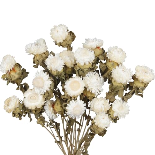 ACRYCS 20 Pcs Dried Daisy Flower Bouquet Natural Dried Gerber Daisies Flowers Bundles Real Dried Flowers Mums Chrysanthemum Floral Arrangements for Wedding Party Table Centerpiece Decor Farmhouse