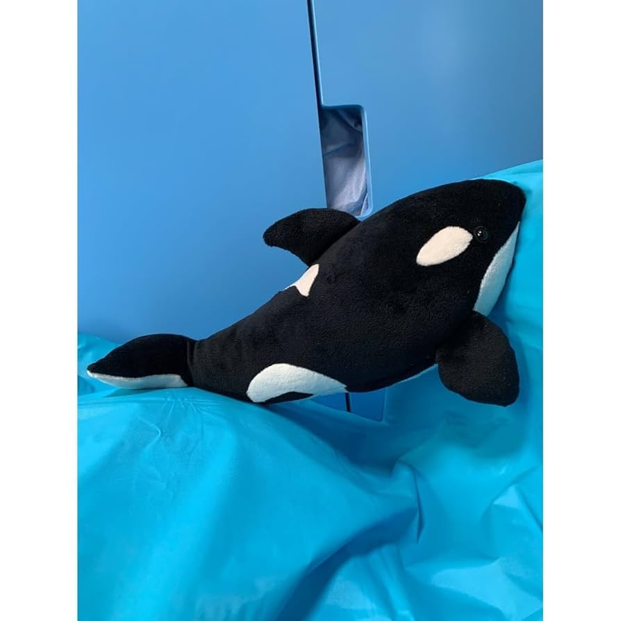 名古屋港水族館　シャチ　ナミちゃんうちわ シャチのナミちゃん えさタイム2（Orca Namichan in Taiji 2