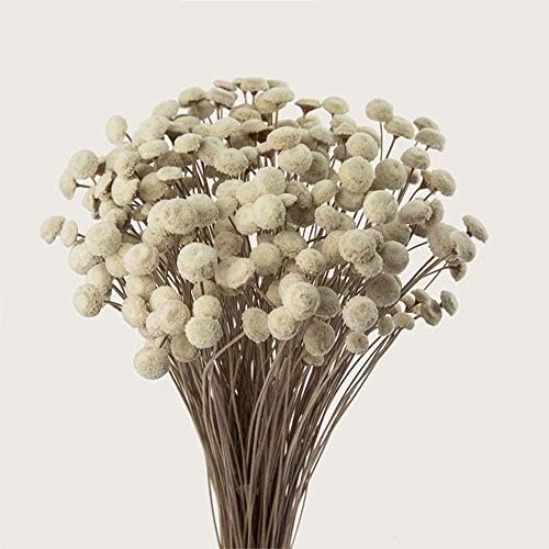 VIVIQUEN 90 Stems Dry Flowers Brazilian Import Small Spilanthes Flower Dried Acmella Oleracea Decorative Mini Dry Bouquet for Wedding Floral Arrangements, 18” -20" Tall Home Decorations (White)