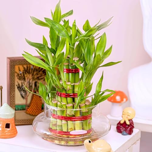 Image of Clear Glass Bowl Planter for Lucky Bamboo & Money Plant (6 Inch) | Round Transparent Glass Pot for Indoor Water Plants | Decorative Tabletop Vase Container for Home Office Plant Decor