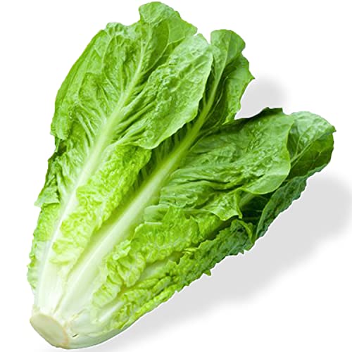 Welldales 50 Romaine Lettuce Seeds Premium Giant British Crunchy Vegetables plant & Grow