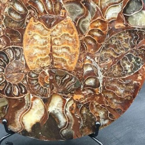 Espécimen de caracol LKYLVEE regalo para coleccionistas de jade 2