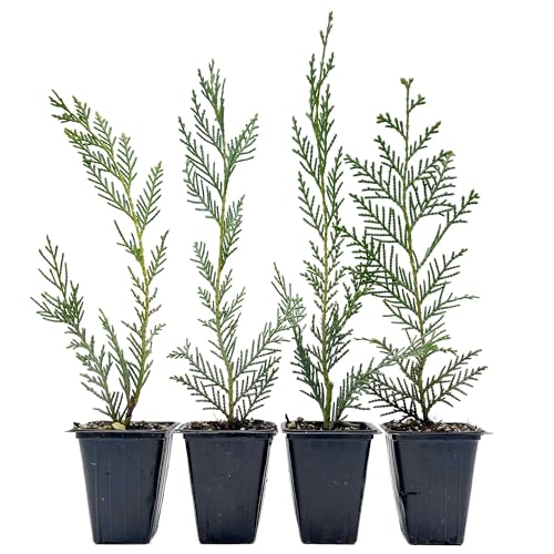 4 Leighton Green Leyland Cypress – Dense Fast-Growing Evergreen Conifer Tree for Hedges & Privacy Screens (Cupressocyparis leylandii ‘Leighton Green’) in 3.5” Cubes, Live Plants