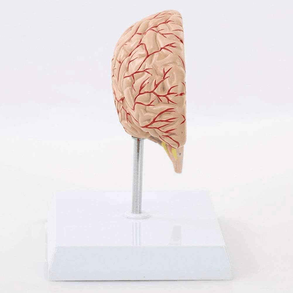 脳モデル - 人間の脳の解剖学的モデル、右半大脳動脈の解剖学モデル、学校、教育用の生物学と解剖学の教育実験ツール