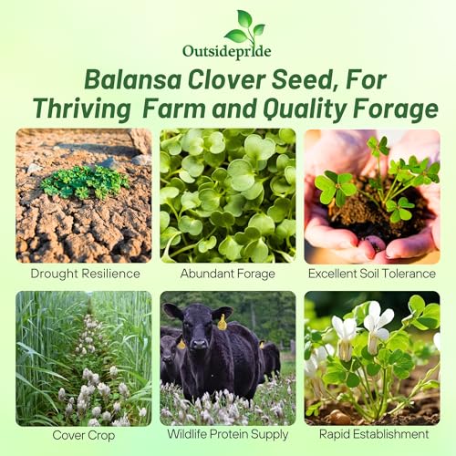 image for Outsidepride Fixation Balansa Clover Seeds for Lawn - 10 lbs. Coated &
