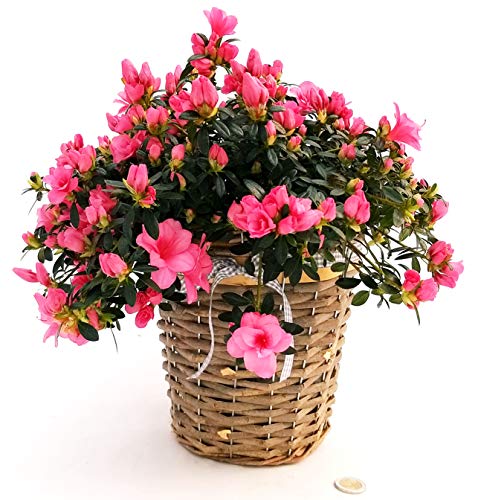 POWERS TO FLOWERS - AZALEA PENDULA IN CESTO VIMINI, pianta vera