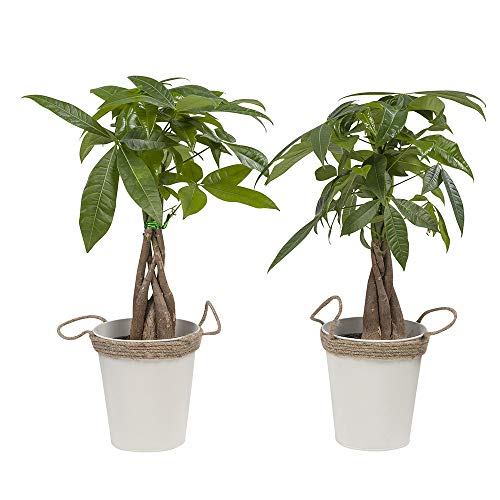 Choice of Green - Pachira aquatica in Zink Pot - Money Tree - Set of 2 Pieces - Live Indoor Plant Pot Diameter 12 cm - Height 35 cm - Quality from Holland - Fresh from The Grower