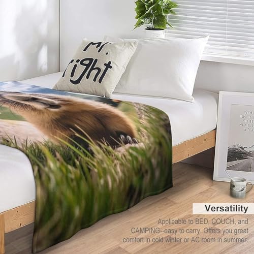 Couverture polaire marmotte pour des soirées cocooning chaleureuses