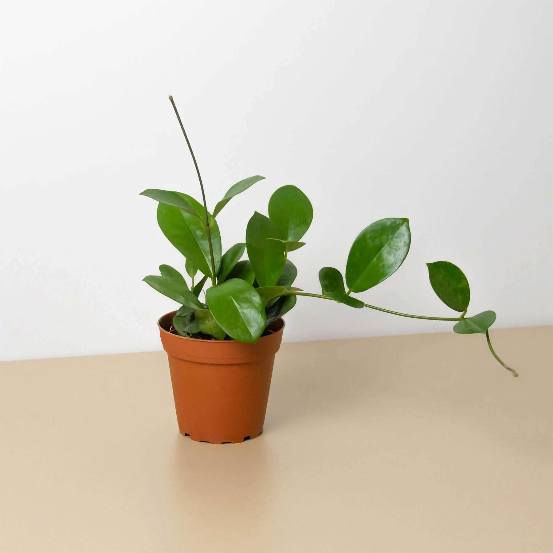 小物 hoyadara66 Hoya australis 'Lisa' (Wax Plant) – Southern Idaho Landscape Center