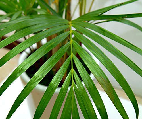 American Plant Exchange Areca Palm Indoor/Outdoor Air Purifier Live Plant, 6" Pot - Thumbnail 3