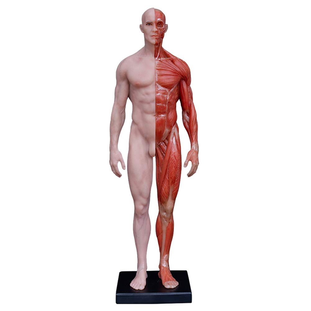 Figure d'anatomie féminine et Masculine - Modèle de Figure d'anatomie Humaine - Modèle d'os Musculaire Anatomique Humain en matériau PU - pour étude de Dessin d'artiste médical (2 pièces),A