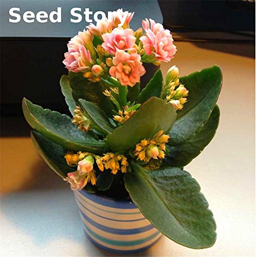 Magic Bonsai Red Longevity Flower Plants Kalanchoe Seed Flor Novel Plants  for DIY Home Garden Bonsai 100 Particles/Pac: Deep Blue: Only Seeds : Buy  Online at Best Price in KSA -