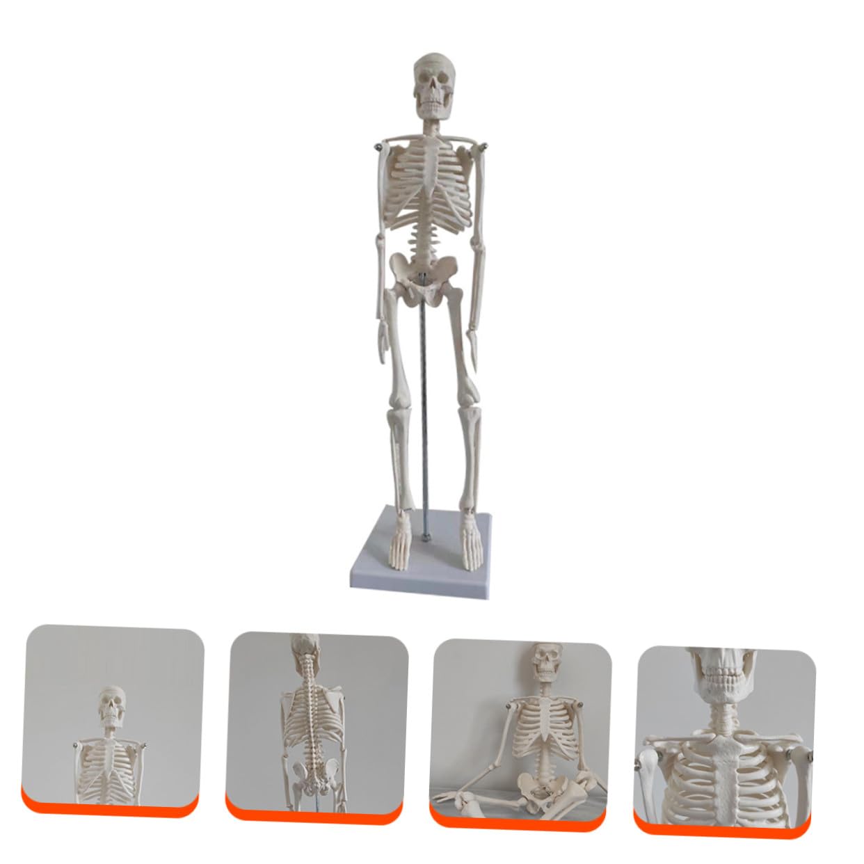 Human Skeleton Modell aus PVC Bewegliche Arme Anatomisches Skelett für Medizinische Lehre Wissenschaftliche Studien und Unterricht Stabiler Stand für Klassenzimmer und Studium