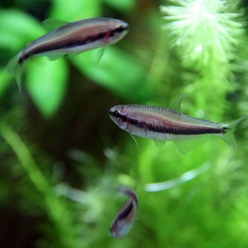 インパイクティス ケリーは繁殖可能な藤色の熱帯魚 Grass Design アクアリウム 水草水槽 熱帯魚の情報