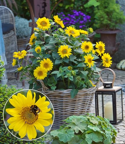 BALDUR Garten 1x Winterharte Sonnenblume SunCatcher®, Pflanze im 13 cm-Topf, Helianthus, bienen- & schmetterlingsfreundlich, winterharte Stauden-Sonnenblume, mehrjährig, blühend