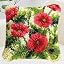 Flower B