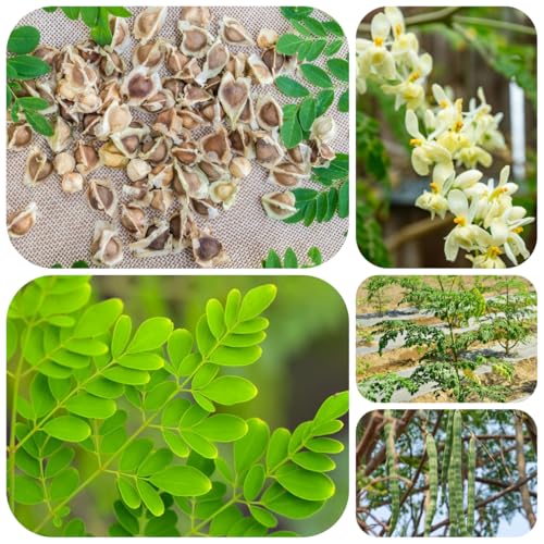 semillas de moringa Plantas de jardín perennes resistentes comprar arbol de moringa Semillas orgánicas variedades antiguas Plantación de árboles bonsái plantas resistentes en macetas 15pcs