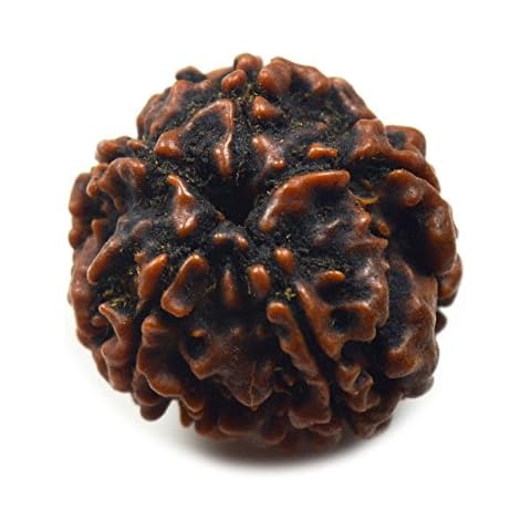 55Carat Nepali Rudraksha Loose Bead 5 Mukhi 5 Face Natural Original Rudraksh For Making Jewelry Cover