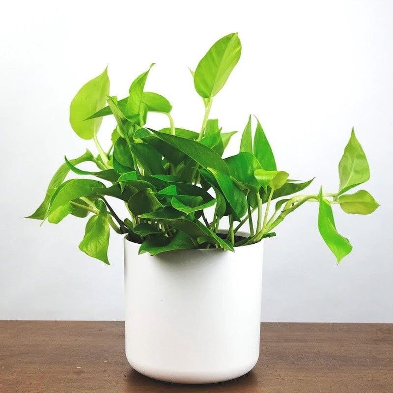 Pothos Money Plant, Golden Pothos, Devil's Ivy Live Plant for Home Garden, Indoor Decoration, Balcony Garden, Living Room, Office Desk, Air Purifying Decorative Houseplant (1 Healthy Live Plant)-image-16
