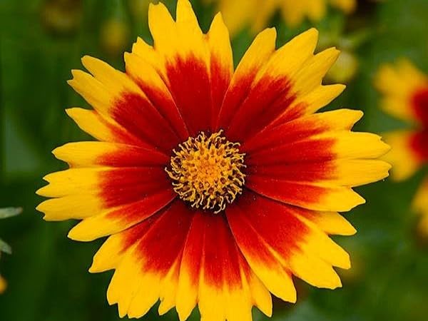Greenwood Nursery Uptick Gold and Bronze Tickseed