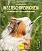 Produktbild Meerschweinchen: So fühlen sie sich rundum wohl