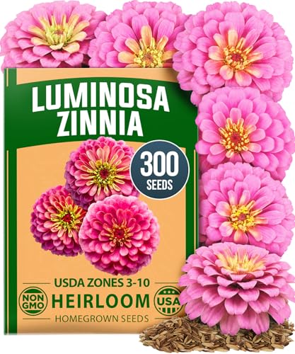 Image of HOME GROWN Pink Zinnia Seeds - 300 Luminosa Zinnias 0.5g, Easy to Grow Annual Flower Seeds for Planting Outdoors for 2026, Fast Blooming, Heat Tolerant Herb Seed Garden Companion (Zinnia elegans)