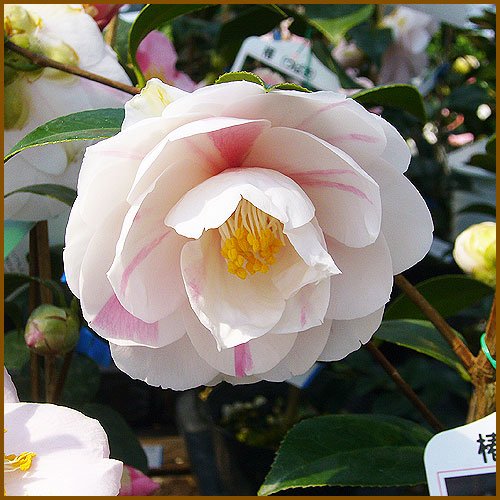 Amazon | 椿（ツバキ）の苗木 五色八重散椿 | 植木