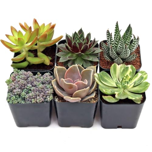 Mountain Crest Gardens Ultimate Succulent Variety Pack - 6 Unique Live Plants, Rooted in 2 inch Pots - Indoor/Outdoor Real Succulents for Garden Decor, Favors, DIY Arrangements