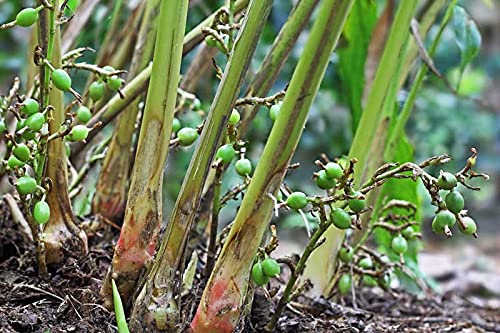 GreenCaart Live Kerala Green Cardamom Choti Elaichi Spice Plants For Home Garden (B0B2Z186YX) Amazon Price History, Amazon Price Tracker
