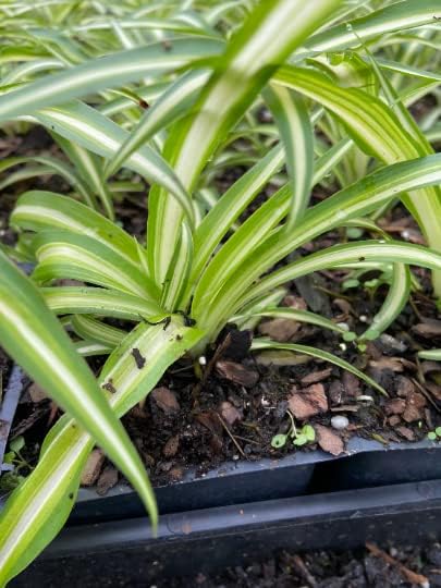 Variegated Spider Plant - Easy to Grow - Cleans The Air - 4" Pot (3)