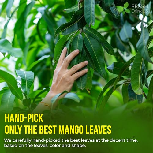 Image of FreshDrinkUS, Premium 40 Mango Leaf Tea Bags, 100% Natural& Pure from Mango Leaves. Herbal Tea. No Sugar, No Caffeine, No Gluten, Vegan.