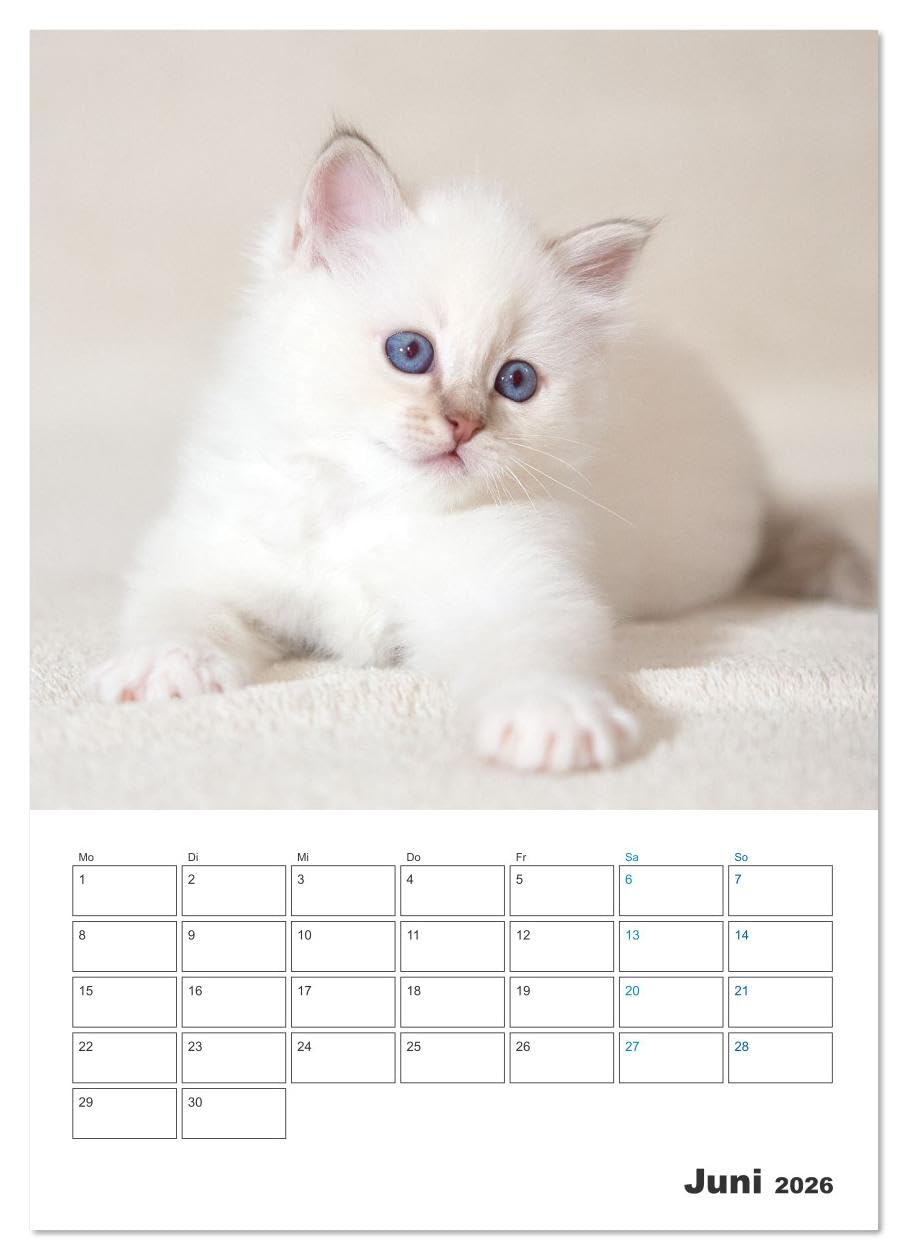 Heilige Birma Kitten Kalender mit Planer (Wandkalender 2026 DIN A2 hoch), CALVENDO Monatskalender: Niedliche Fotografien verspielter Katzenkinder. (CALVENDO Tiere)