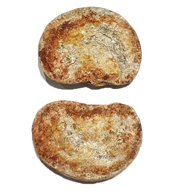 Pteronisculus cicatrosus Fisch Fossil (Fossilien) PFA27