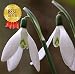SALE! Galanthus nivalis seeds 200PCS Common Snowdrop Flower seeds Beautiful garden Freezing plants Bonsai balcony flower