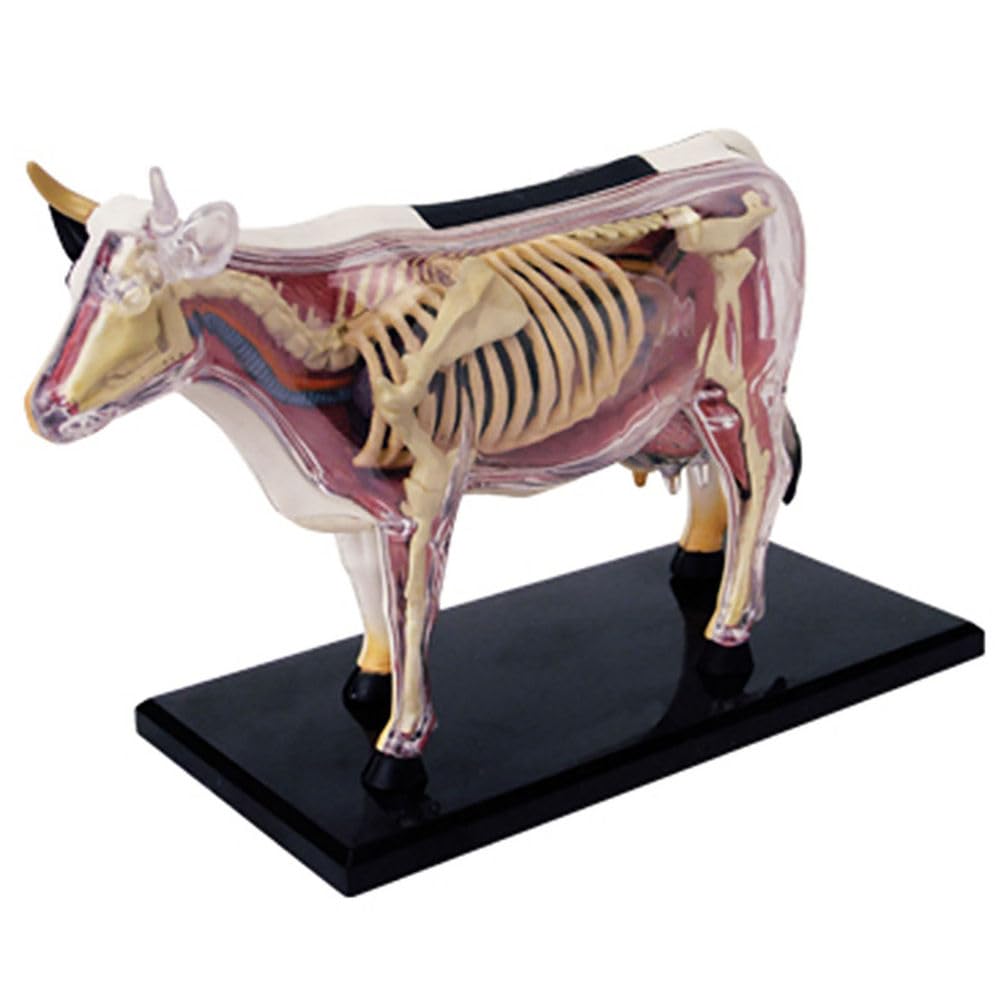 Genérico Modelo de Anatomía de Vaca 4D - Esqueleto de Animal, Biología Desmontable, 29 Partes para Clínica Veterinaria, Capacitación, Escuela de Enseñanza, Demostración