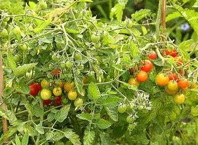 Buy4seeds 12 Seeds Tomato Cherry losetto Good Late Blight Tolerance Useful for Garden and Outdoor