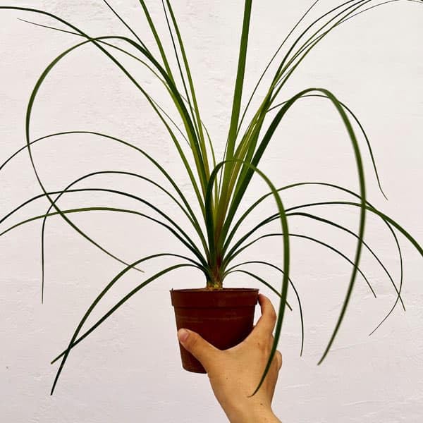 コア様リクエスト トックリラン 50株 楽天市場】（観葉植物）トックリラン 5号（1鉢） : charm 楽天