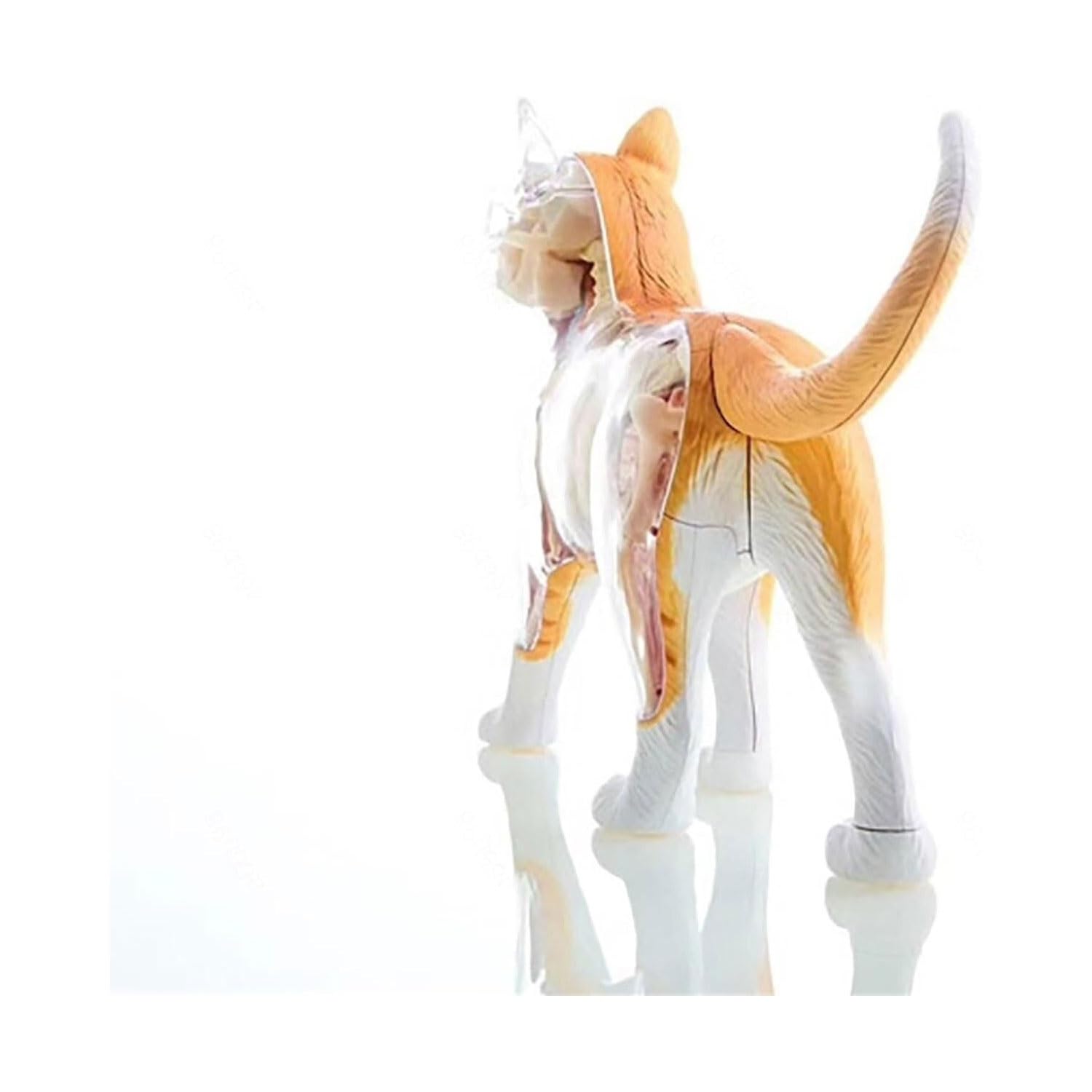 Modelo de anatomía de órganos internos de Gato calicó 4D, Kit de Esqueleto y Modelo anatómico de Gato atigrado Naranja - Coleccionable de Calidad con órganos y Partes del Cuerpo Totalmente