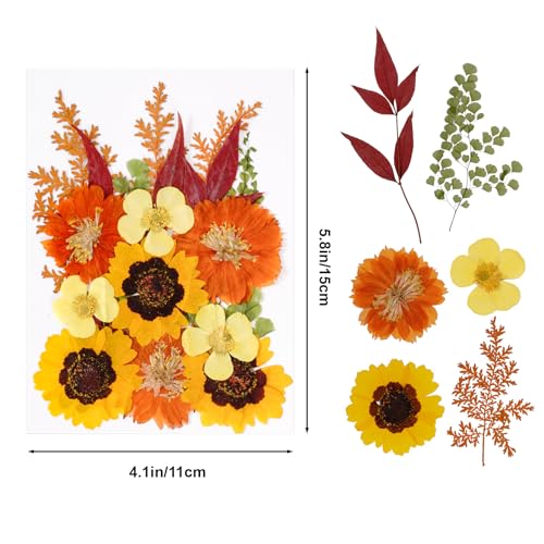 76 piezas flores secas prensadas para manualidades miniatura 2