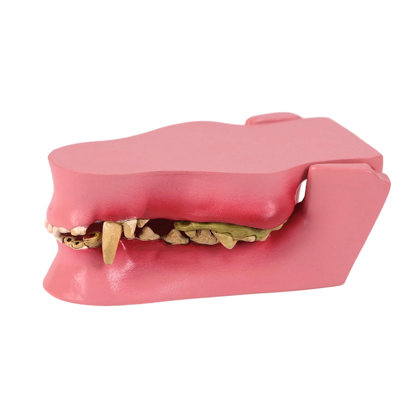 Modèle De Dents De Chien À Application Multiple Pour L'éducation Vétérinaire Formation Soins Des Animaux De Compagnie Et Apprentissage À Domicile En Matériaux PVC Modèle D'incisives Pour Chien
