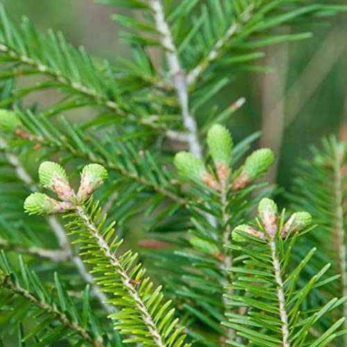 Tree Seeds For Planting Balsam Fir Seeds Garden Decoration 30 Pcs Abies Balsamea, Hardy Evergreen Tree Seed Fast Growing Great Gardening Gift #TOP3