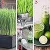 10-Pack 1020 Garden Growing Trays with Drain Holes - 10" x 20" Plastic Plant Trays with Holes - Wheatgrass Sprouting Tray, Microgreens Seed Tray, Hydroponic Trays, Nursery Flats, & Greenhouse Supplies #4