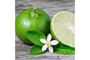 Grafted Key Lime Tree - Live Plant with Sweet Edible Fruits, 3ft...